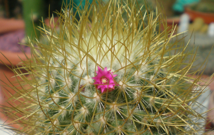 Mammillaria pringlei - cactusi 2009