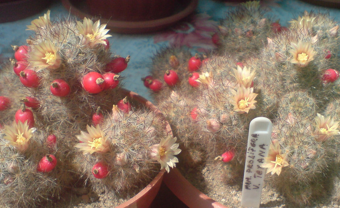 Mammillaria prolifera var texana - cactusi 2009