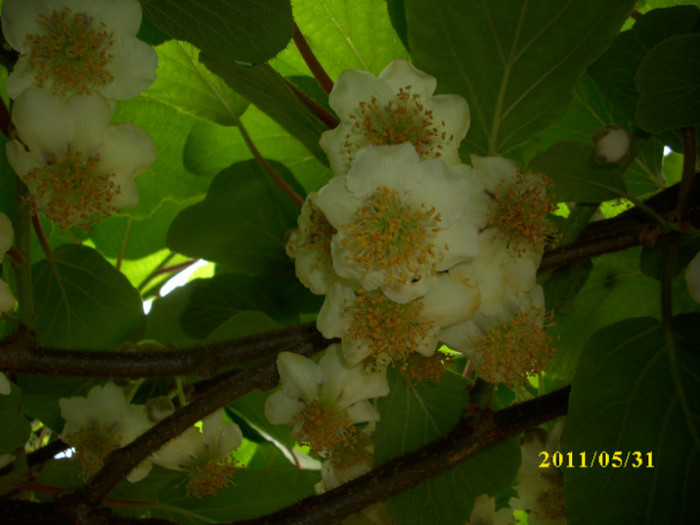 DSCI0488 - 2011 flori de kiwi