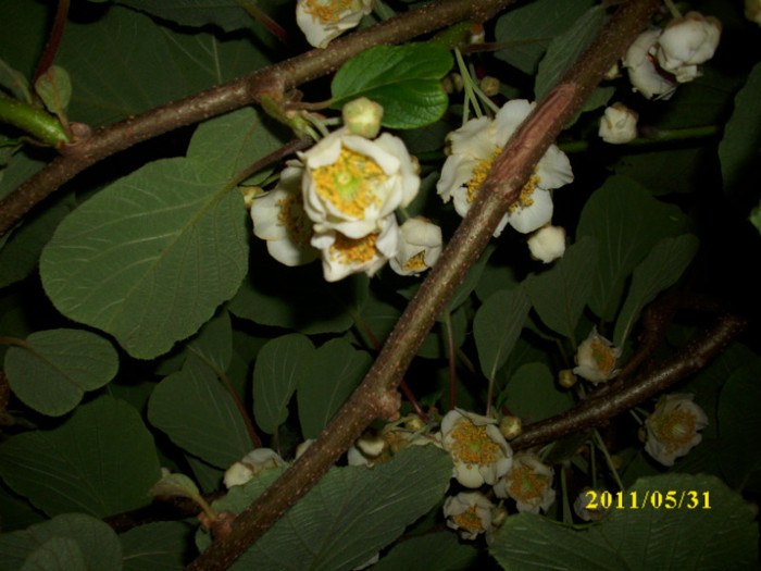 DSCI0458 - 2011 flori de kiwi