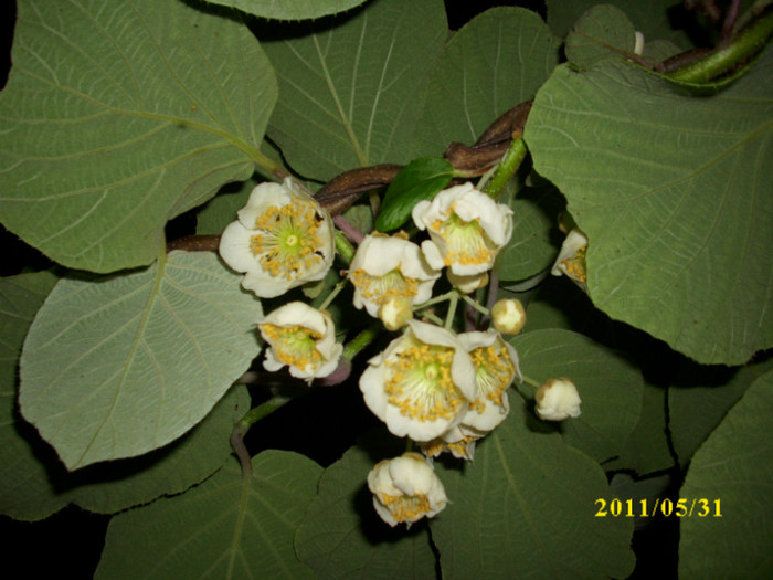 DSCI0463 - 2011 flori de kiwi