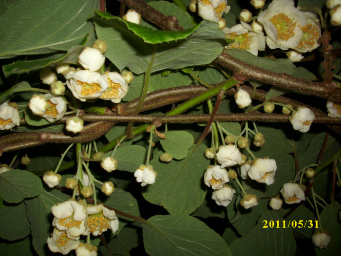 DSCI0464 - 2011 flori de kiwi