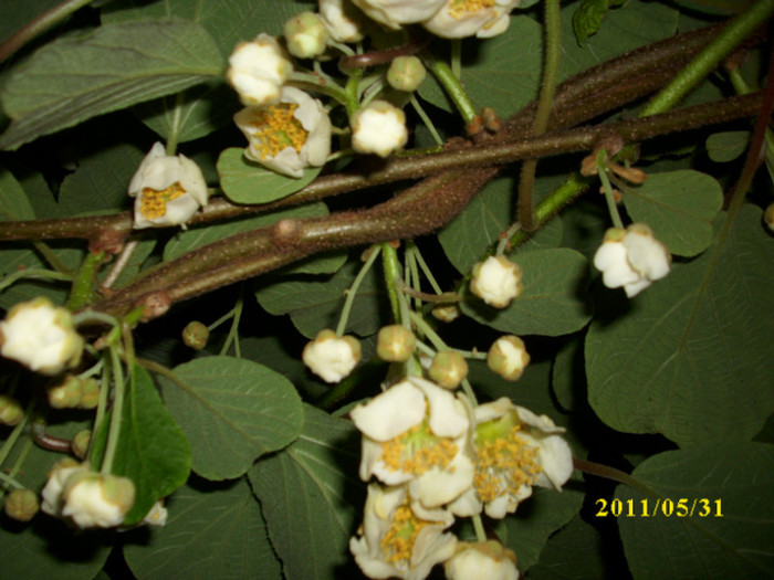 DSCI0466 - 2011 flori de kiwi