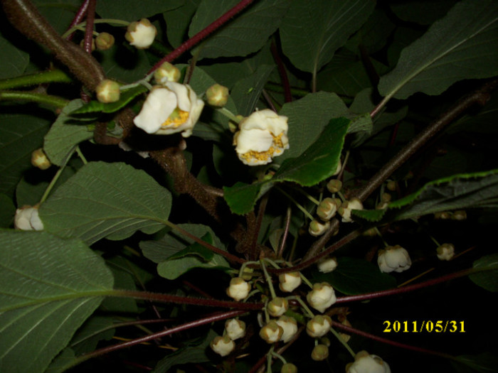 DSCI0467 - 2011 flori de kiwi