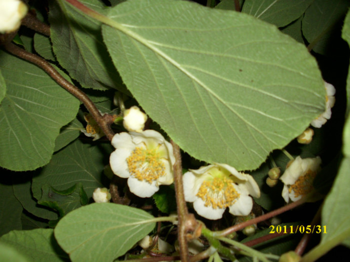 DSCI0469 - 2011 flori de kiwi