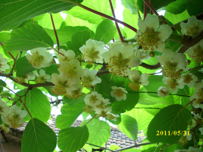 DSCI0478 - 2011 flori de kiwi