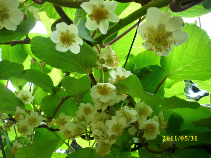 DSCI0482 - 2011 flori de kiwi