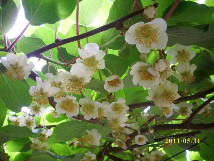 DSCI0486 - 2011 flori de kiwi