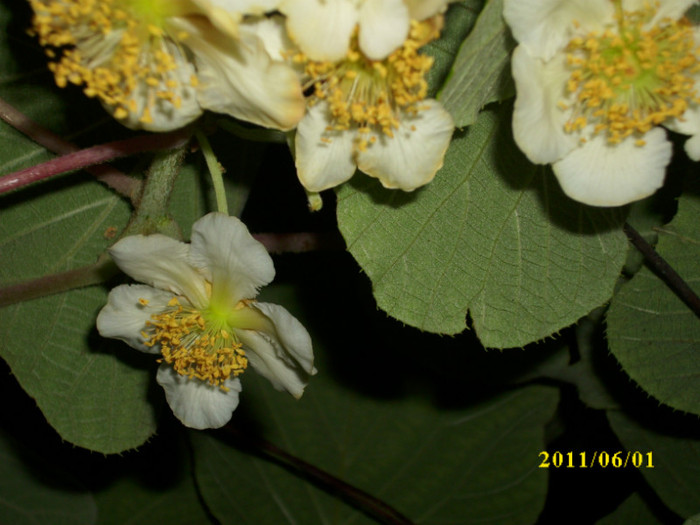 DSCI0545 - 2011 flori de kiwi