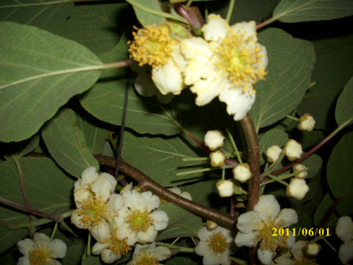 DSCI0547 - 2011 flori de kiwi
