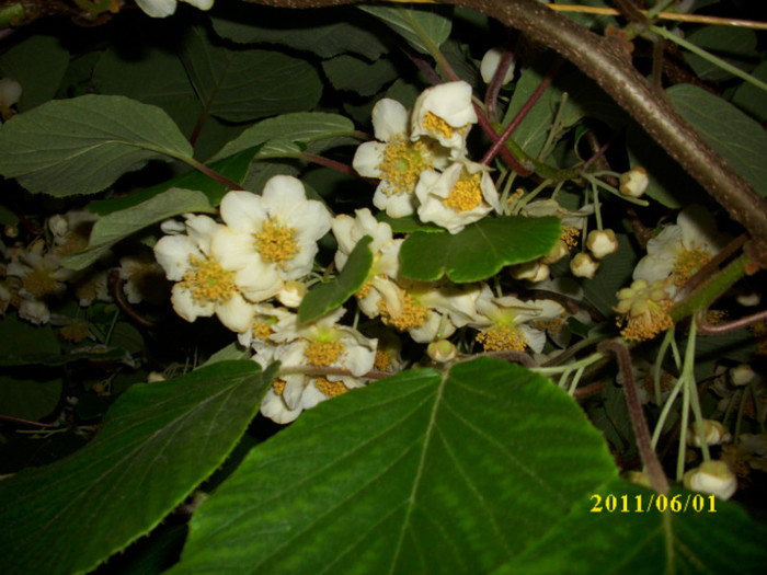 DSCI0550 - 2011 flori de kiwi