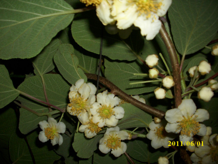 DSCI0551 - 2011 flori de kiwi