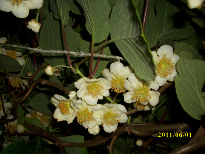 DSCI0552 - 2011 flori de kiwi