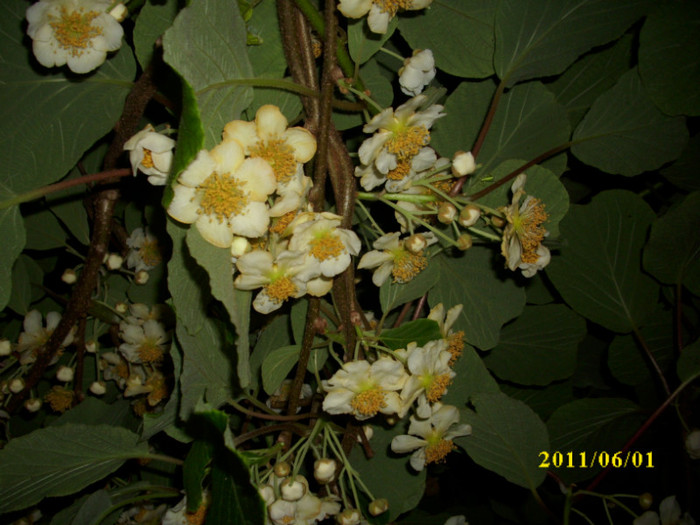 DSCI0555 - 2011 flori de kiwi