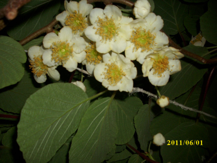DSCI0558 - 2011 flori de kiwi