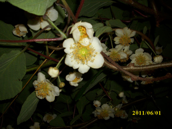 DSCI0559 - 2011 flori de kiwi