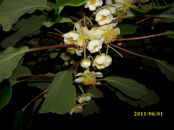 DSCI0561 - 2011 flori de kiwi