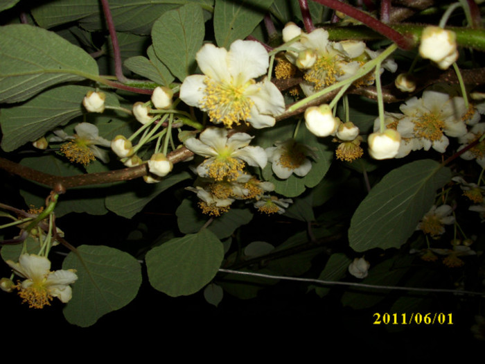 DSCI0562 - 2011 flori de kiwi