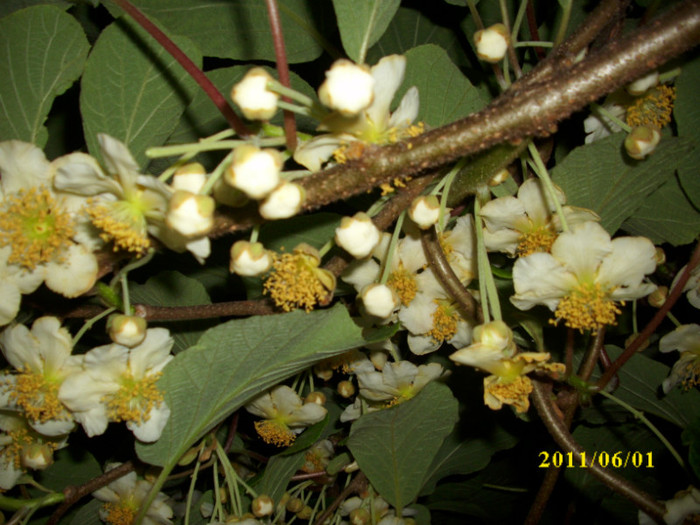 DSCI0563 - 2011 flori de kiwi