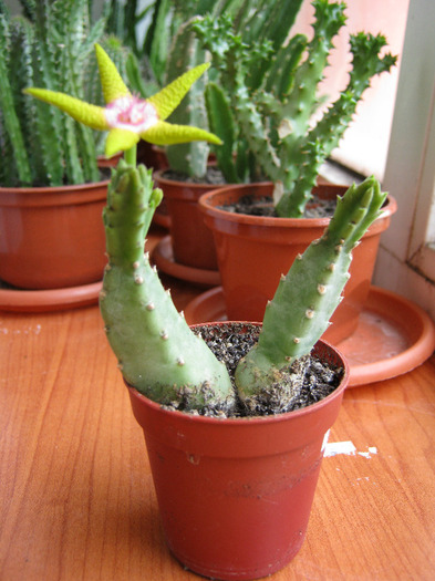 Stapelia_flavopurpurea