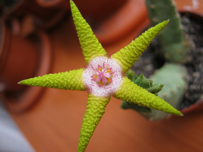 Stapelia_flavopurpurea (10)