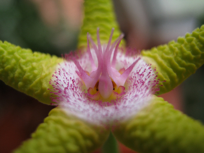 Stapelia_flavopurpurea (6)