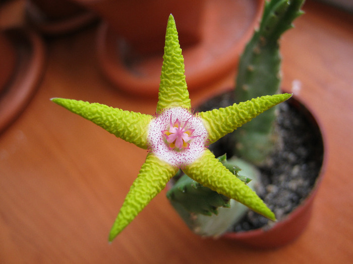 Stapelia_flavopurpurea (1)