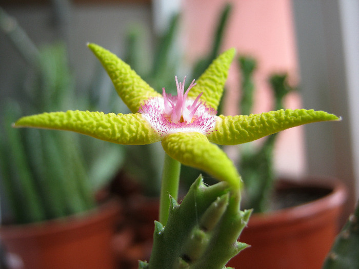 Stapelia_flavopurpurea (8) - Asclepiadaceae