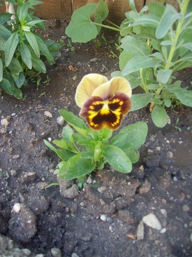 panselute seminte (2)