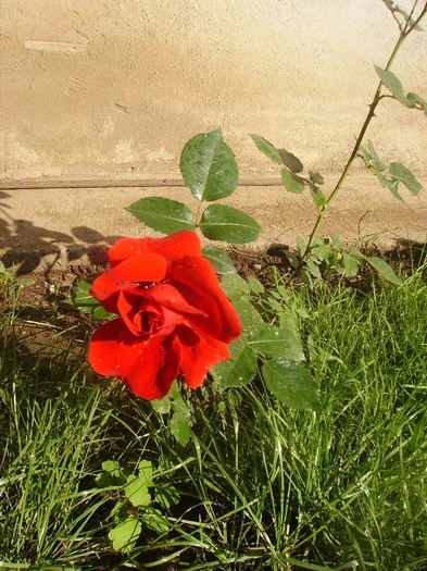 trandafir rosu (2)