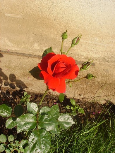 trandafir rosu (3) - Trandafiri