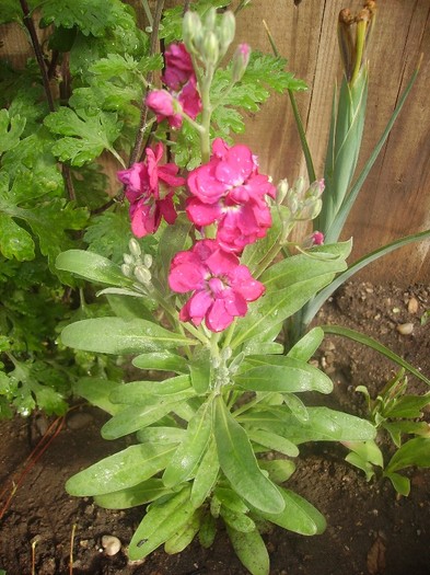 micsunele - Florii in gradina 2011