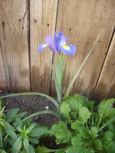 iris (2)