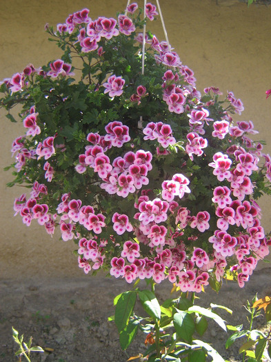 mai 222 - Flori 2011