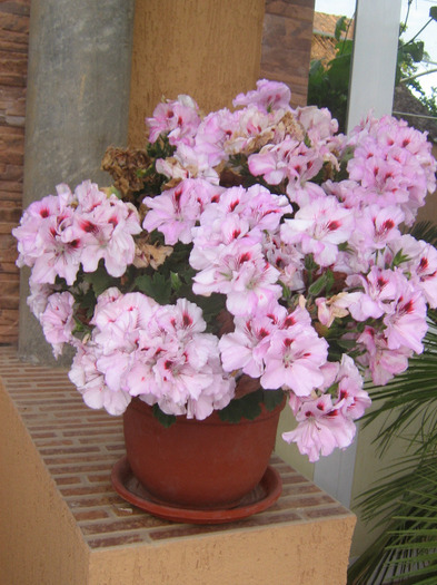 mai 294 - Flori 2011