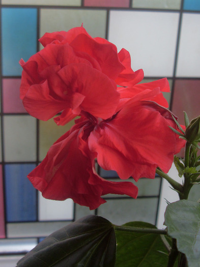 SDC19492 - hibiscusi 2011