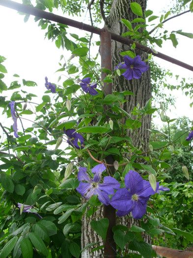 4.06.2011 - CLEMATIS 2011