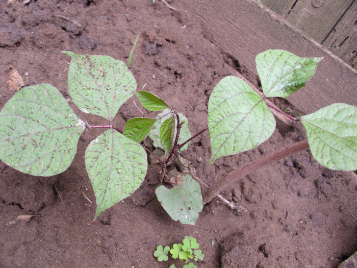 RUBIN MOON - PLANTA CATARATOARE - IUNIE 2011