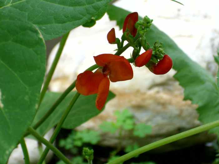 FLOARE DE FASOLE ORNAMENTALA