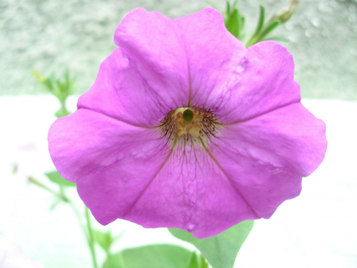 FLOARE DE PETUNIE - IUNIE 2011