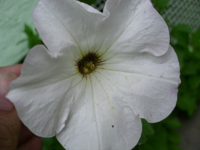 FLOARE DE PETUNIE