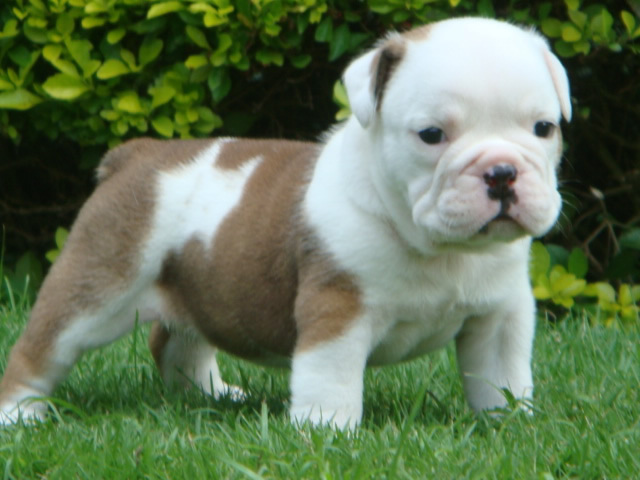 Bulldog-reitudiana - L Catelusul tau