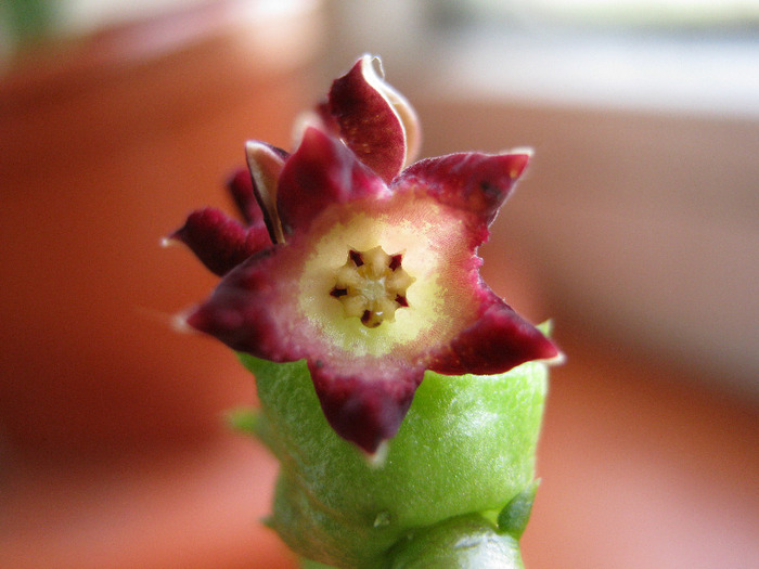 Bainesia.lophophora (7)