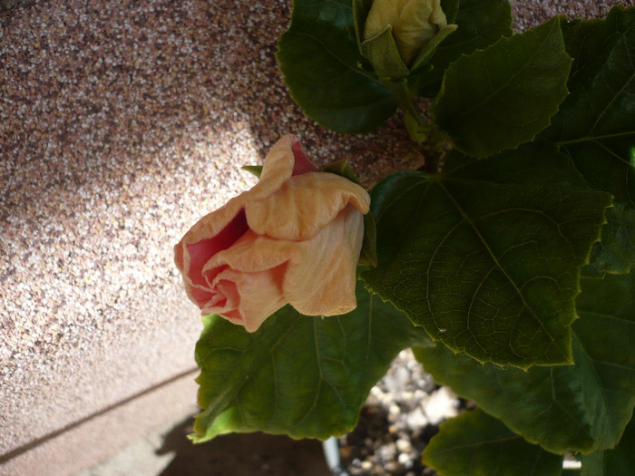 P1070545