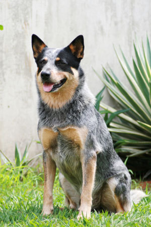 Australian_Cattle_Dog - RASE DE CAINI