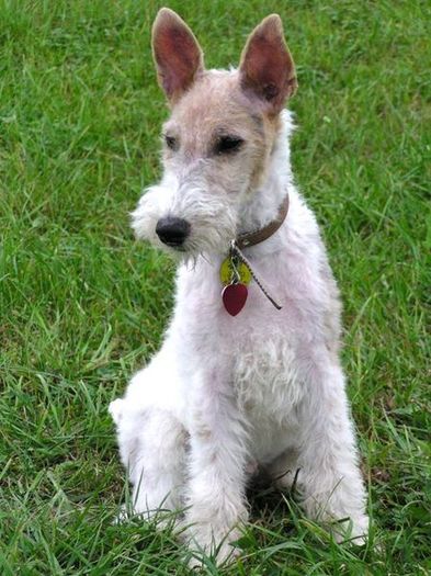 fox_terrier - RASE DE CAINI