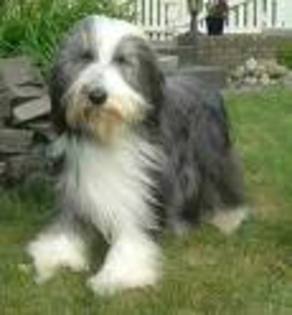 bearded collie 2 - RASE DE CAINI