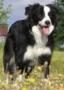 borded collie - RASE DE CAINI