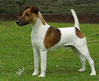 fox_terrier_cu_par_neted - RASE DE CAINI