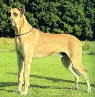 Dog-German-2 - RASE DE CAINI